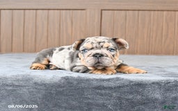 French Bulldog dogs for sale: Domino - Image 4