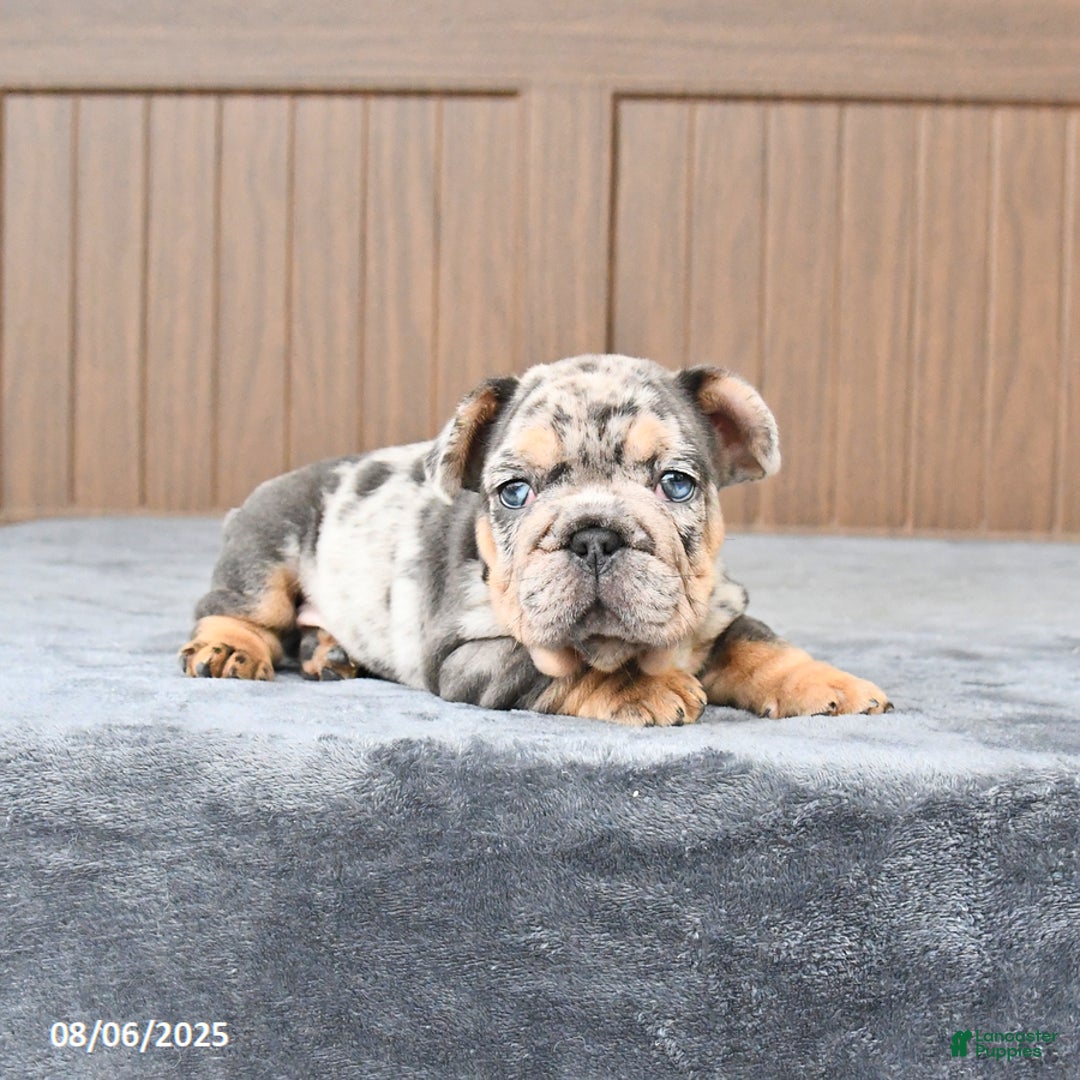 French Bulldog dogs for sale: Domino - Image 4