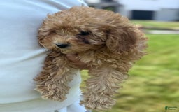 Cavapoo dogs for sale: Bella - Image 6