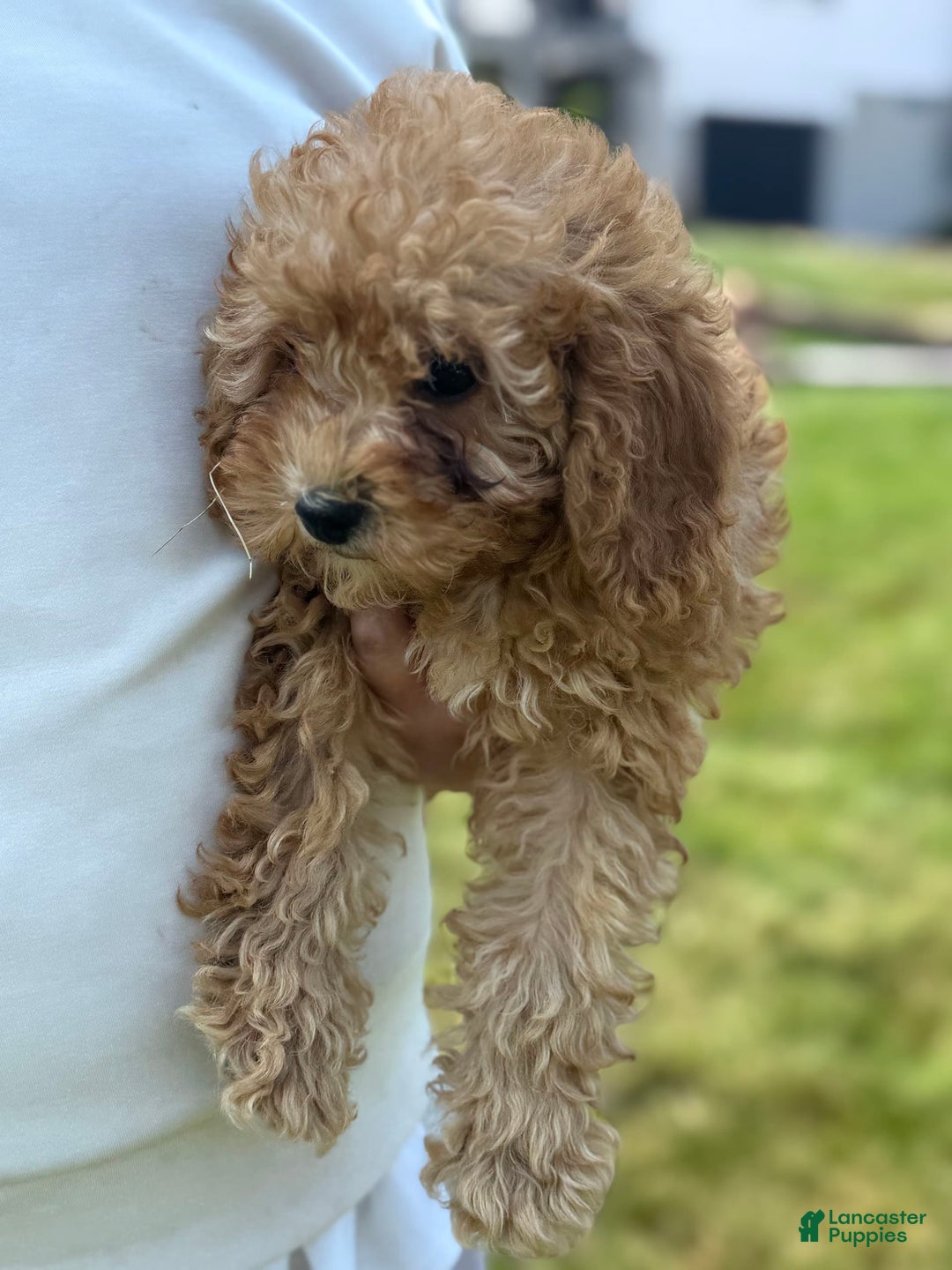 Cavapoo dogs for sale: Bella - Image 6
