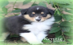 categoriesInfo:categoryAttributeOptions.pets.dogs.breed.roughCollie dogs for sale: Kenzie - Image 3