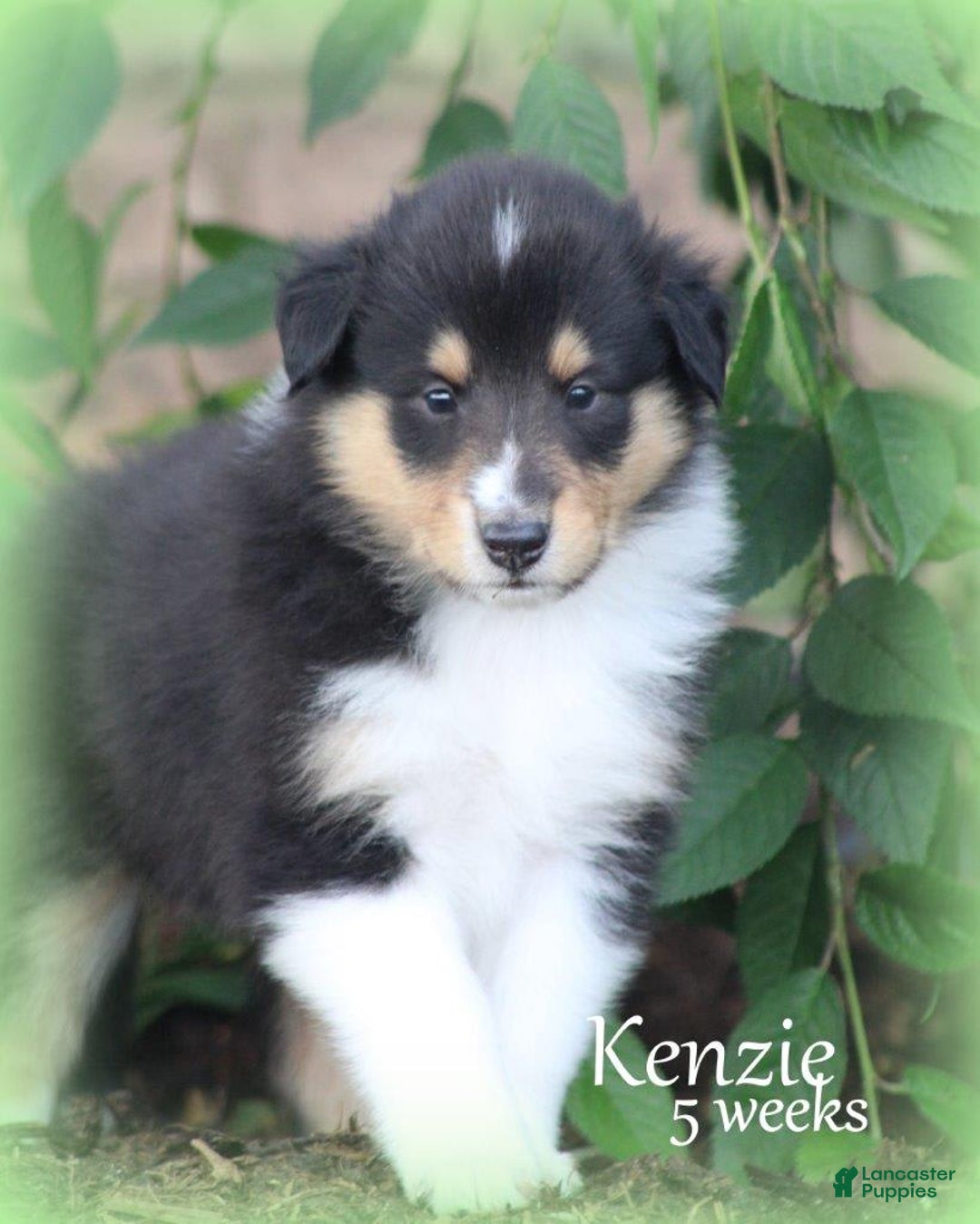 categoriesInfo:categoryAttributeOptions.pets.dogs.breed.roughCollie dogs for sale: Kenzie - Image 3