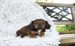Miniature Dachshund dogs for sale: Brie - Image 2