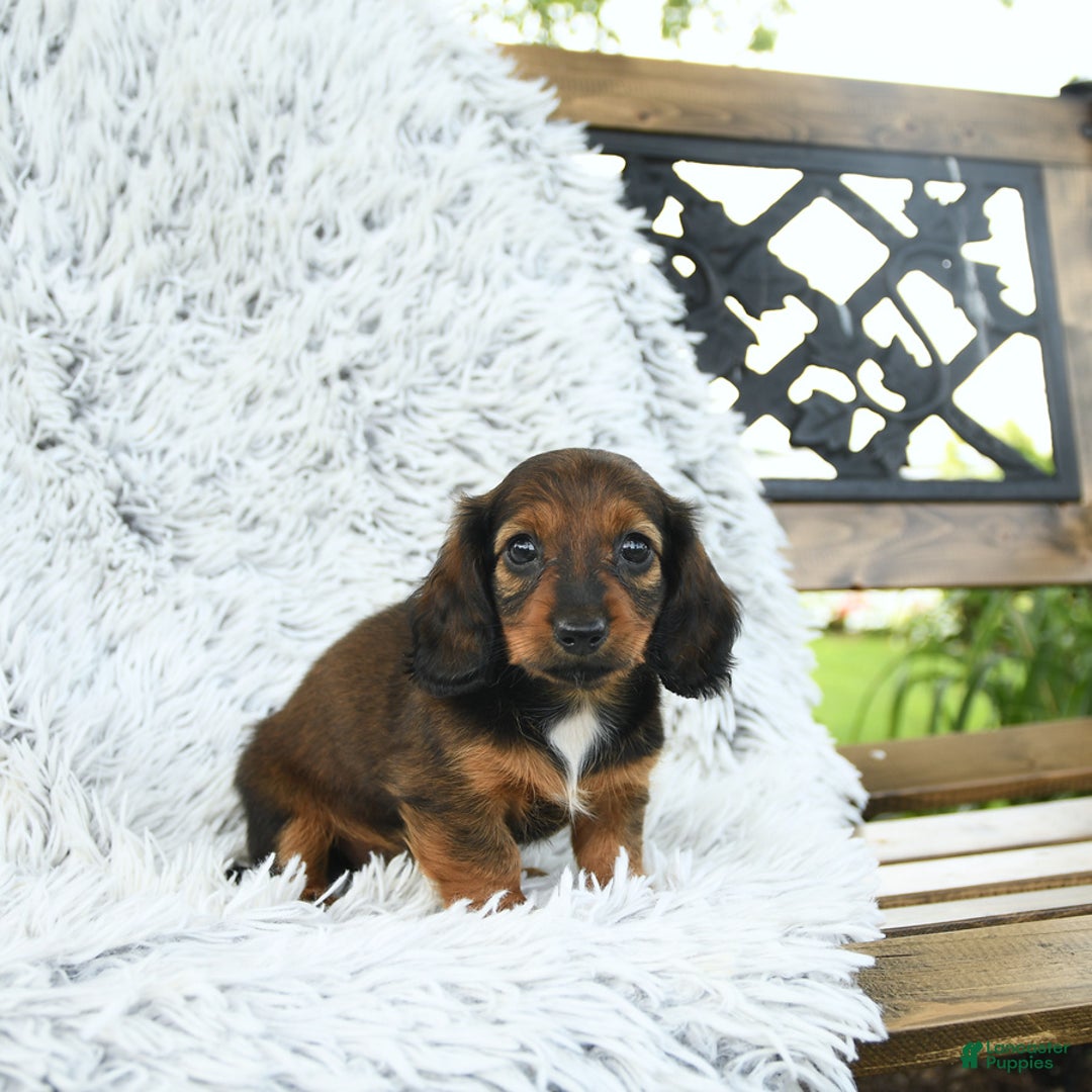 Miniature Dachshund dogs for sale: Brie - Image 2