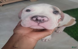 American Bully dogs for sale: Love Patch - Image 5