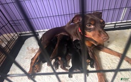 Miniature Pinscher dogs for sale: Coal - Image 10