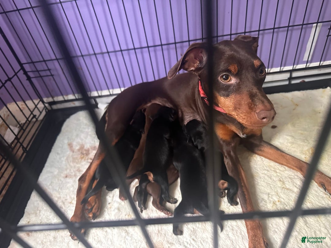 Miniature Pinscher dogs for sale: Coal - Image 10