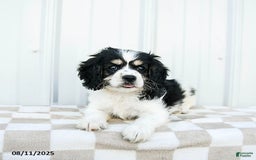 Cavapoo dogs for sale: Montana - Image 3