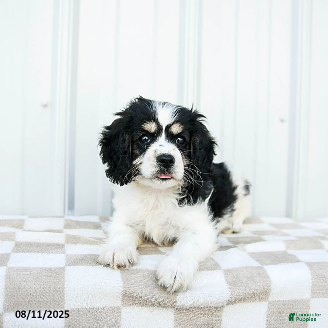 Cavapoo dogs for sale: Montana - Image 3