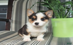 Welsh Corgi Pembroke dogs for sale: Titus - Image 1