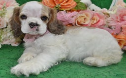Cocker Spaniel dogs for sale: Akcabbysablepartimerleblueeyescockerpuppy - Image 13
