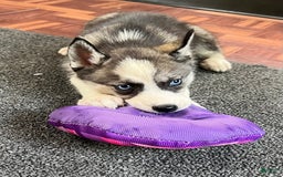 Siberian Husky dogs for sale: Asha - Image 1
