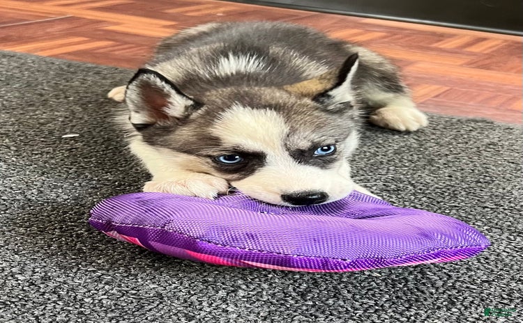 Siberian Husky dogs for sale - Ad 2