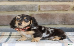 Miniature Dachshund dogs for sale: Ringo - Image 4