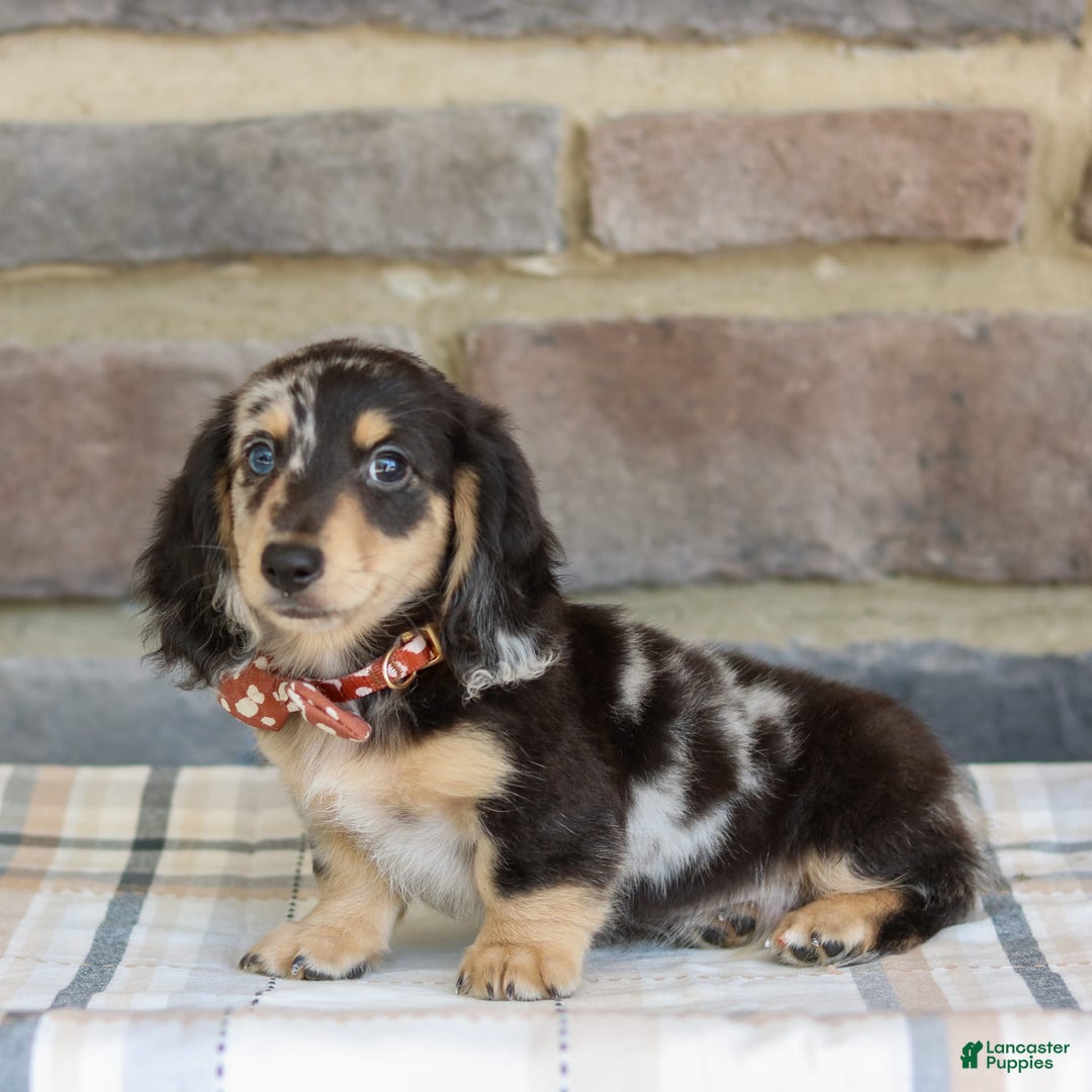 Miniature Dachshund dogs for sale: Ringo - Image 4