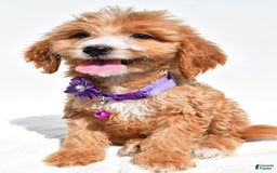 Mini Goldendoodle dogs for sale: Trixie - Image 4