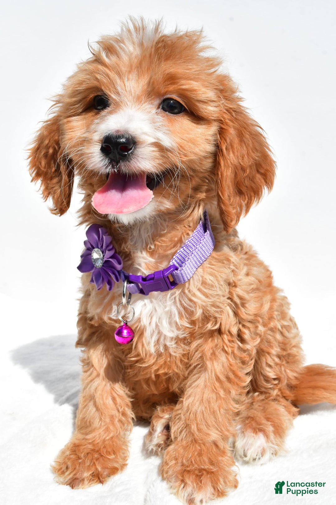 Mini Goldendoodle dogs for sale: Trixie - Image 4