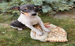 Rat Terrier dogs for sale: Samson - Image 6
