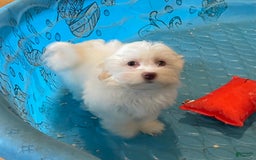 Havanese dogs for sale: Helen - Image 10