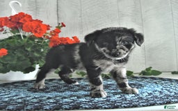 Miniature Australian Shepherd dogs for sale: Prince - Image 2
