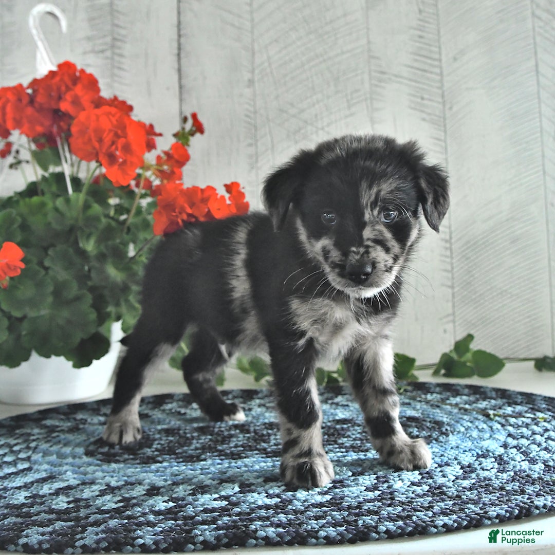 Miniature Australian Shepherd dogs for sale: Prince - Image 2