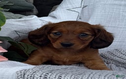 Miniature Dachshund dogs for sale: Max - Image 11
