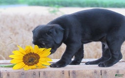 Pug dogs for sale: Ashur - Image 2