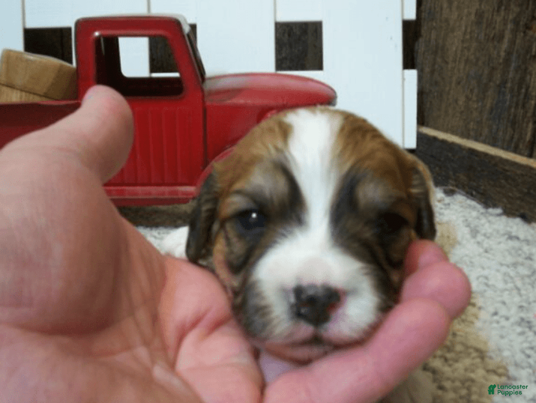 Cavachon dogs for sale: Boots - Image 4