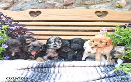Cockapoo dogs for sale: Caramel Kiss - Image 2