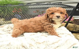Mini Goldendoodle dogs for sale: Lilac - Image 2