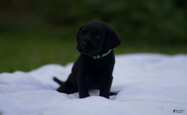 Cane Corso dogs for sale - Ad 1