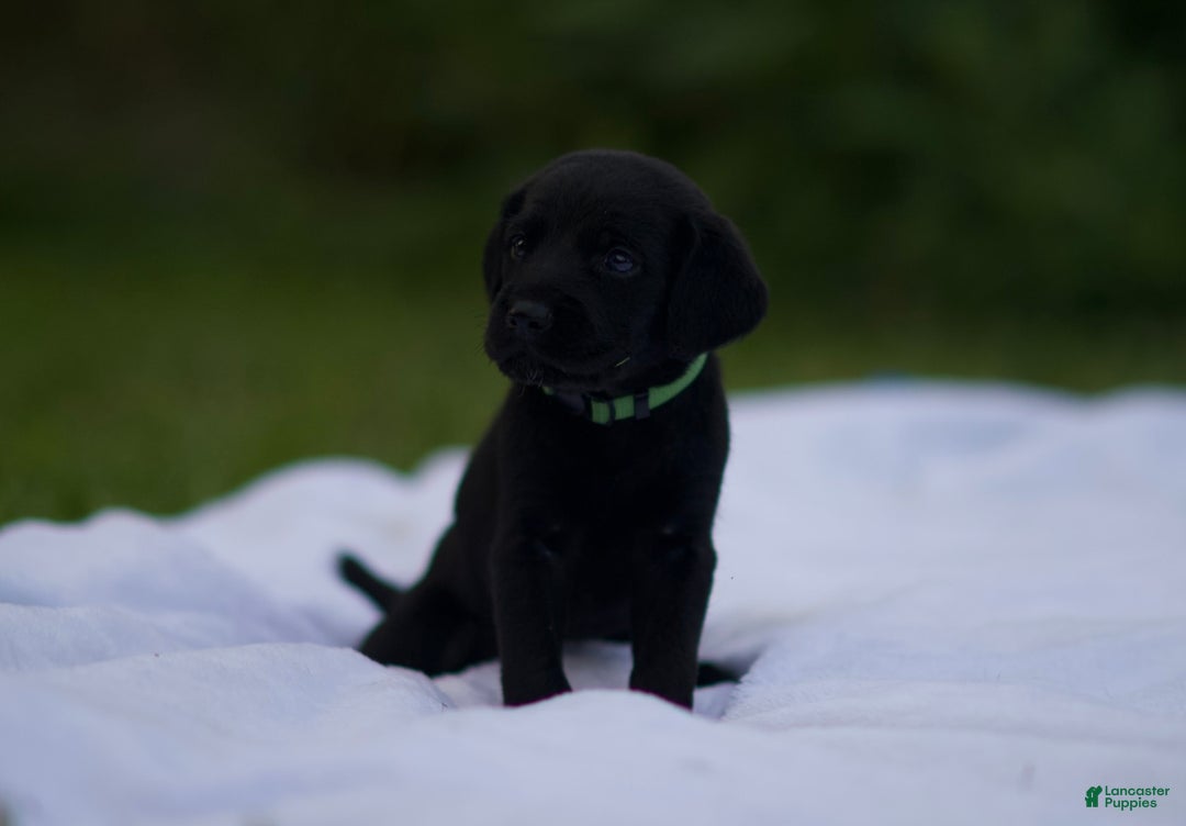 Cane Corso dogs for sale: Jack - Image 1