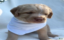 Labradoodle dogs for sale: Cinnamon - Image 5