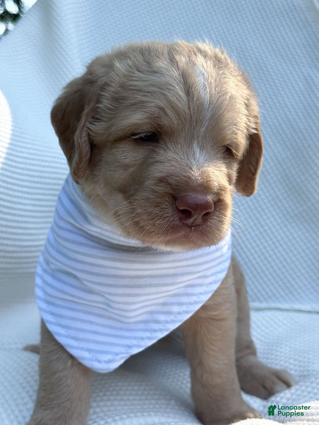 Labradoodle dogs for sale: Cinnamon - Image 5