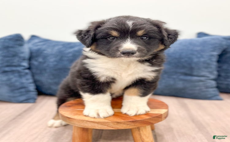 Australian Shepherd dogs for sale - Ad 3
