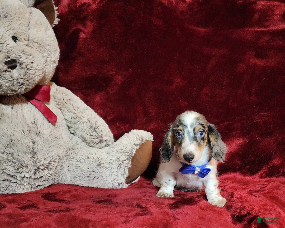 Miniature Dachshund dogs for sale: River - Image 9