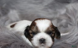 Shih Tzu dogs for sale: Anya Boy 4 - Image 1