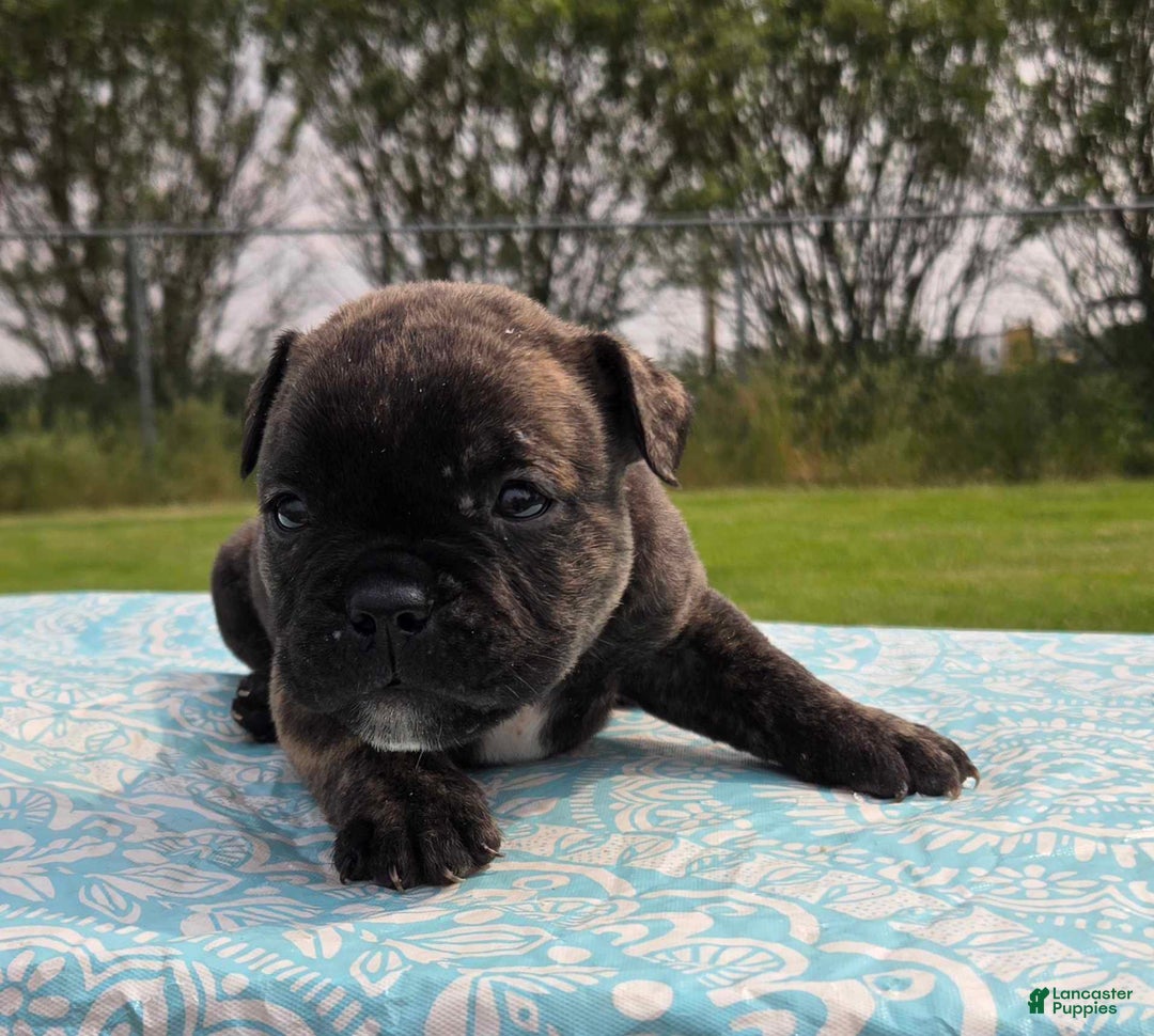 Olde English Bulldogge dogs for sale: Mel - Image 12