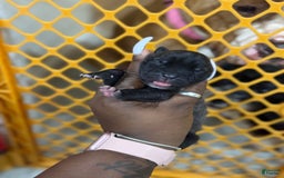American Bully dogs for sale: Trixie - Image 2