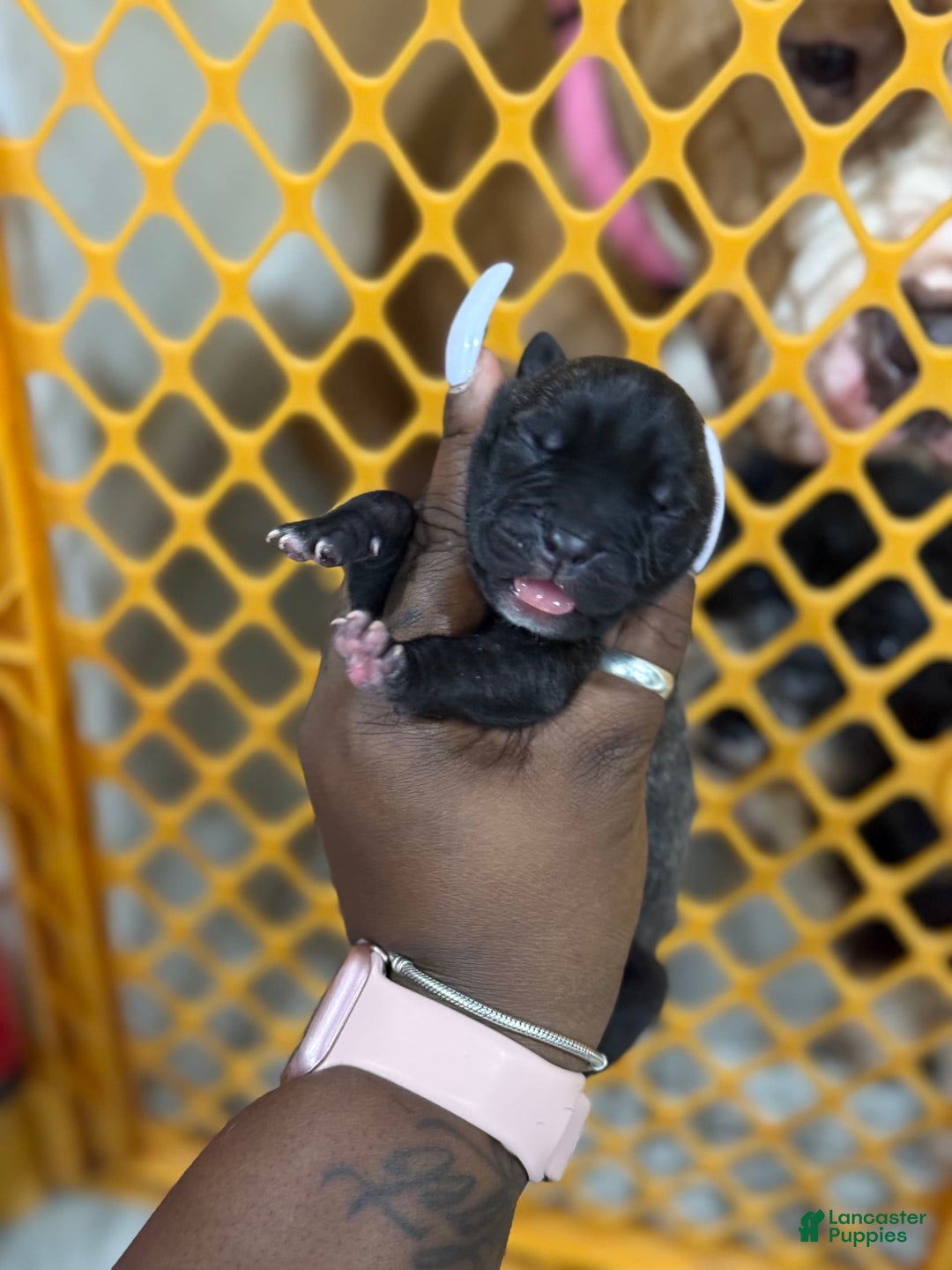 American Bully dogs for sale: Trixie - Image 2