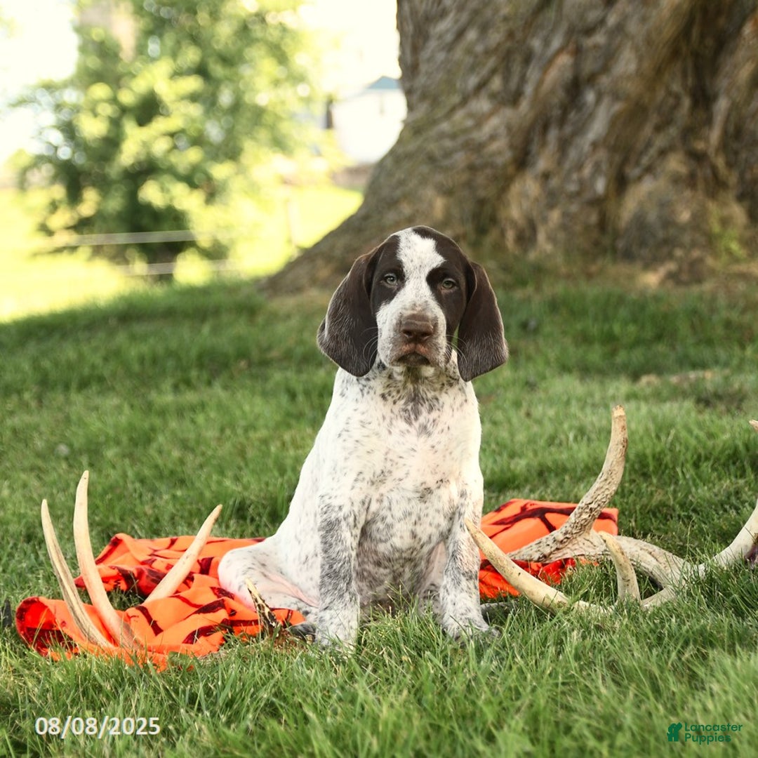 German Shorthaired Pointer dogs for sale: Braden AKC - Image 3