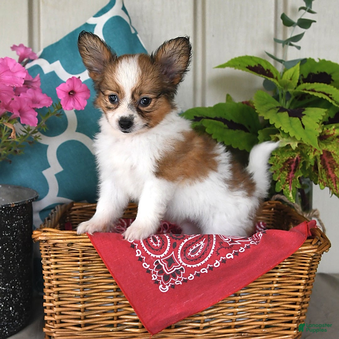 Papillon dogs for sale: Scout - Image 1