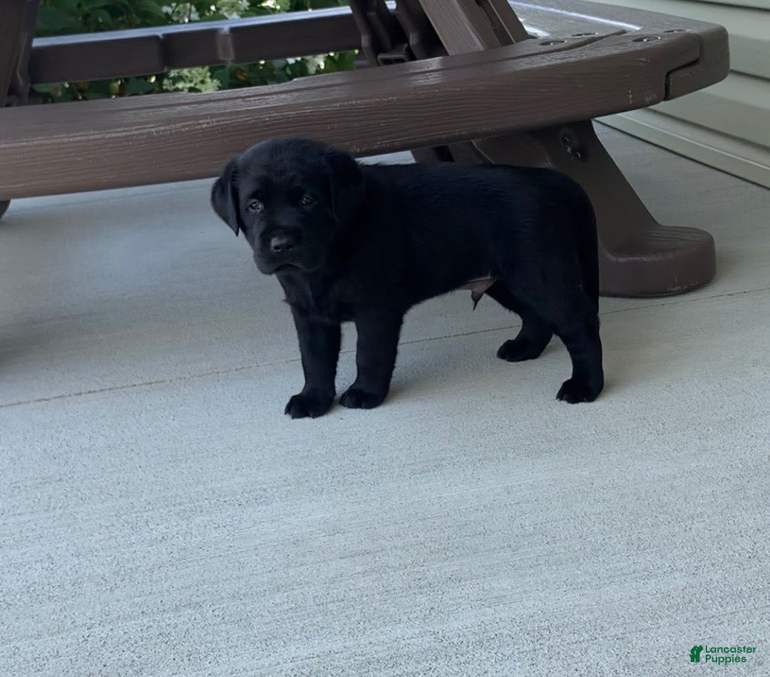Labrador Retriever dogs for sale: Wyatt - Image 4
