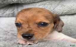 Miniature Dachshund dogs for sale: Baby Cooper - Image 11