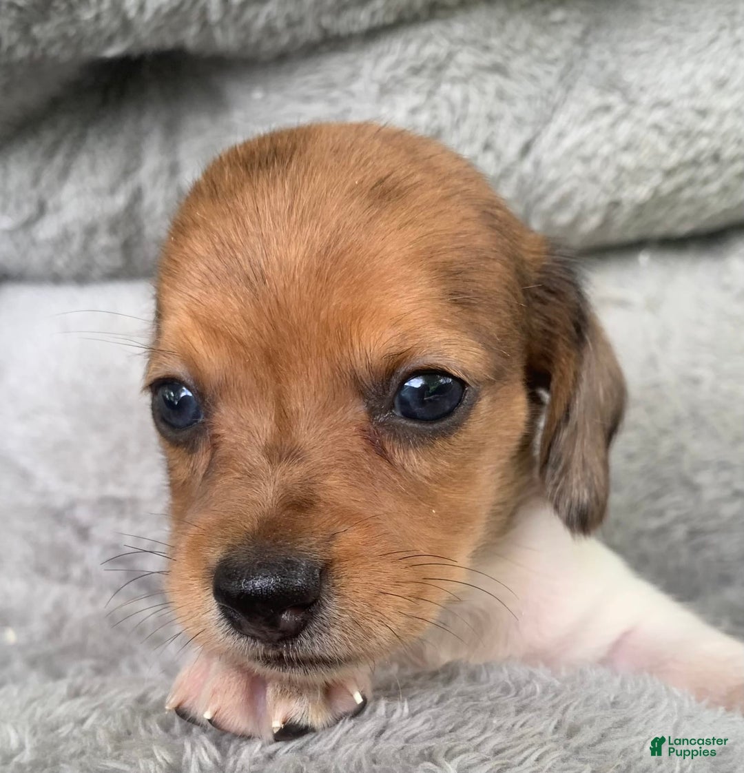 Miniature Dachshund dogs for sale: Baby Cooper - Image 11