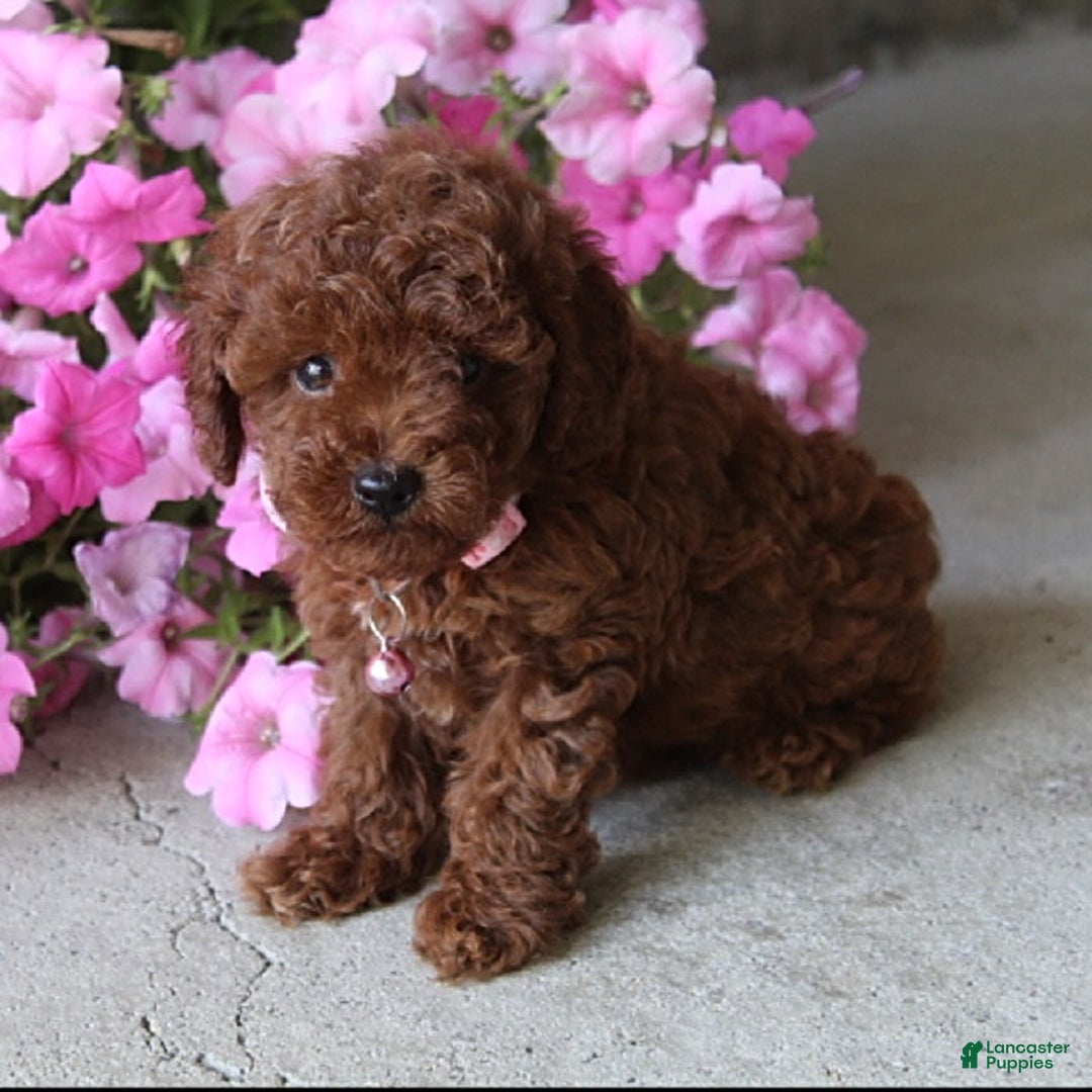 Toy Poodle dogs for sale: Tessa - Image 1