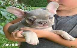 French Bulldog dogs for sale: Daisy - Image 1