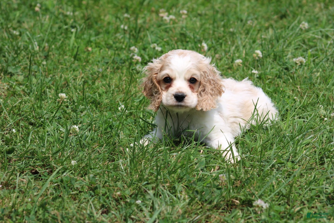 Cocker Spaniel dogs for sale: Jeremy - Image 1