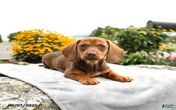 Miniature Dachshund dogs for sale: Cinnamon - Image 4
