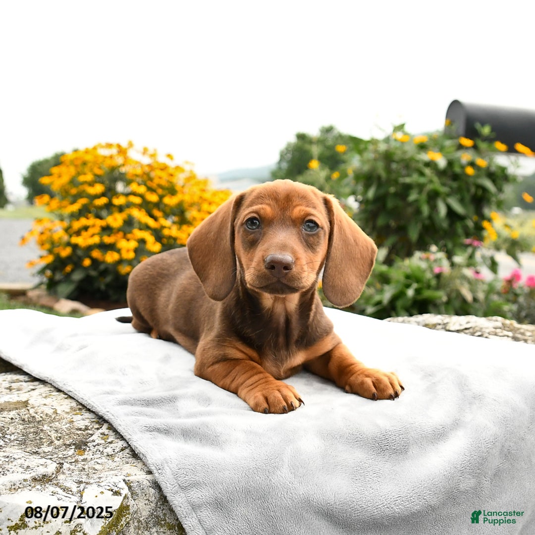 Miniature Dachshund dogs for sale: Cinnamon - Image 4